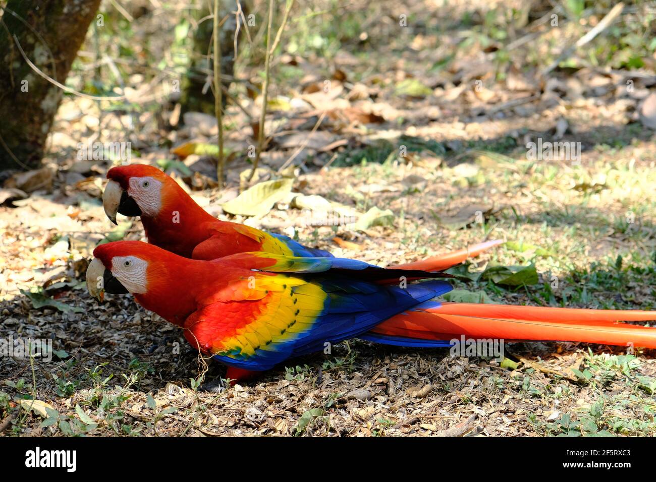 Honduras Copan Ruinas - Scarlet Macaw - Ara macao - Pappagallo centrale e sudamericano Foto Stock