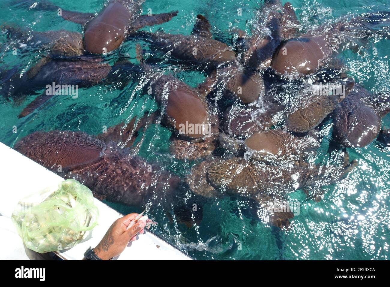 Belize Caye Caulker Island - alimentazione degli squali delle infermiere - Ginglymostoma cirrato Foto Stock
