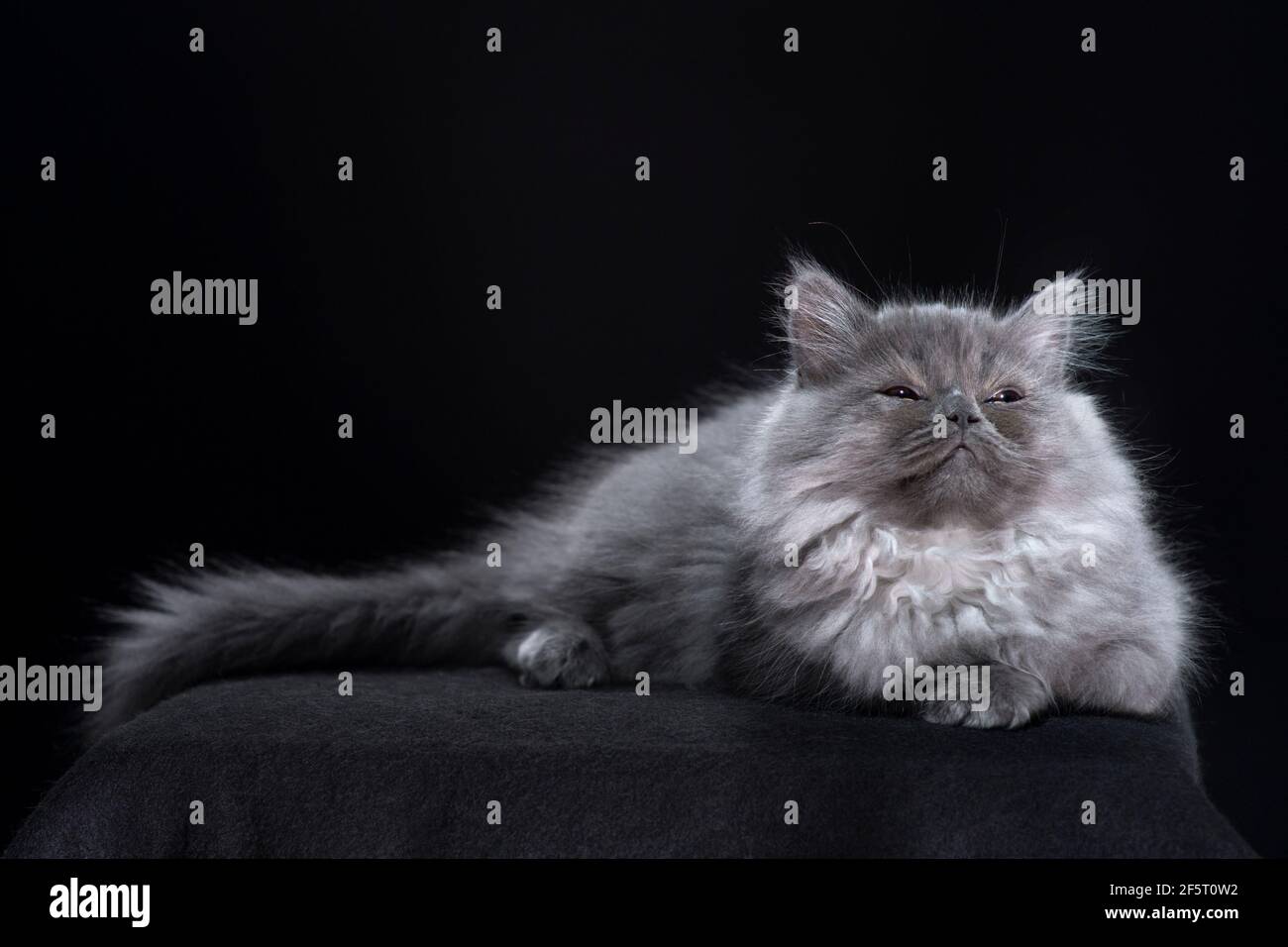 Il soddisfare che osserva il gattino grigio peloso lungo dei capelli disteso giù con i relativi occhi parzialmente chiusi. Foto Stock