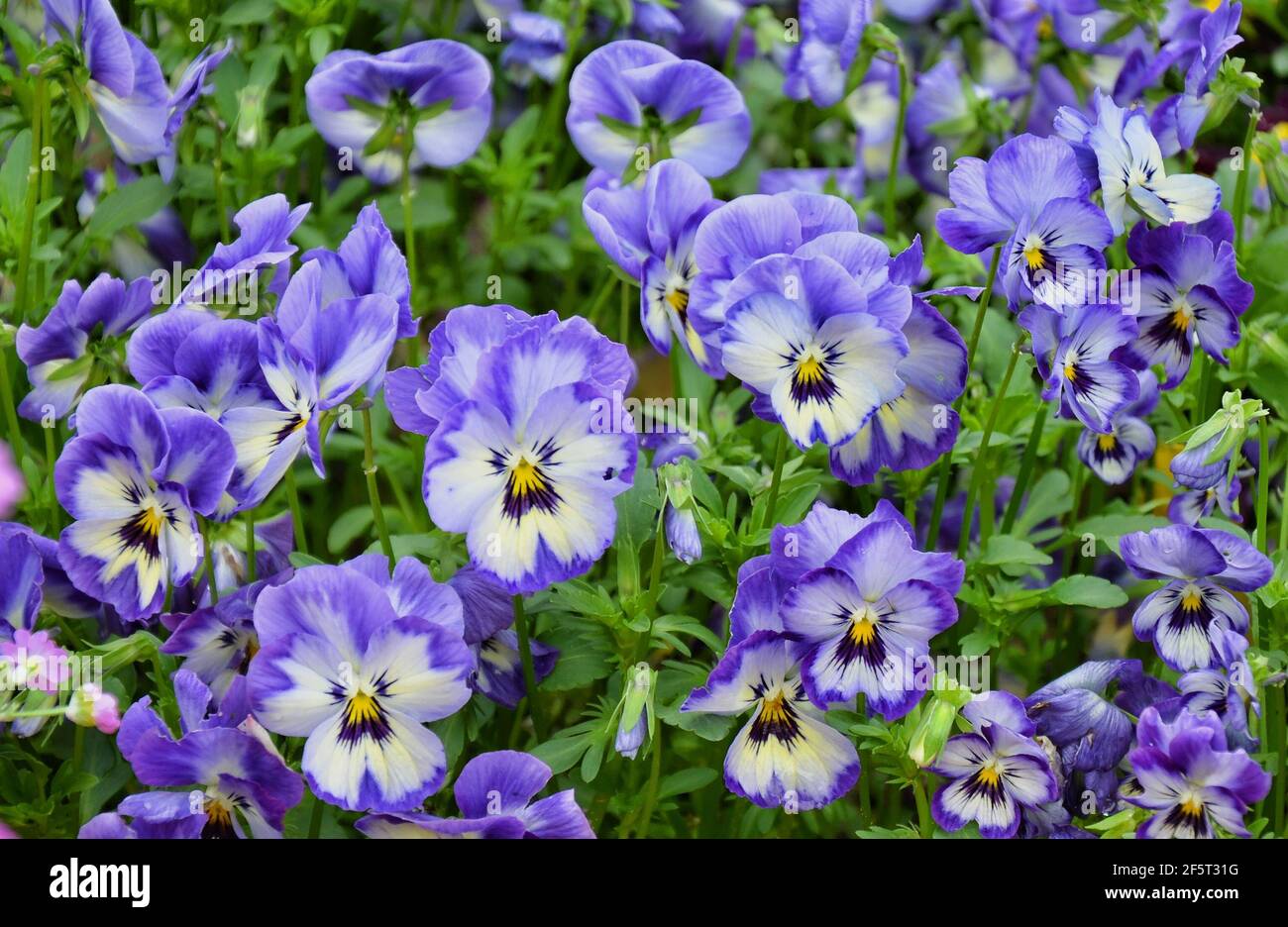 Il pansy del giardino è un tipo di pianta ibrida a fiore grande Nella sezione Melanium del genere Viola Foto Stock