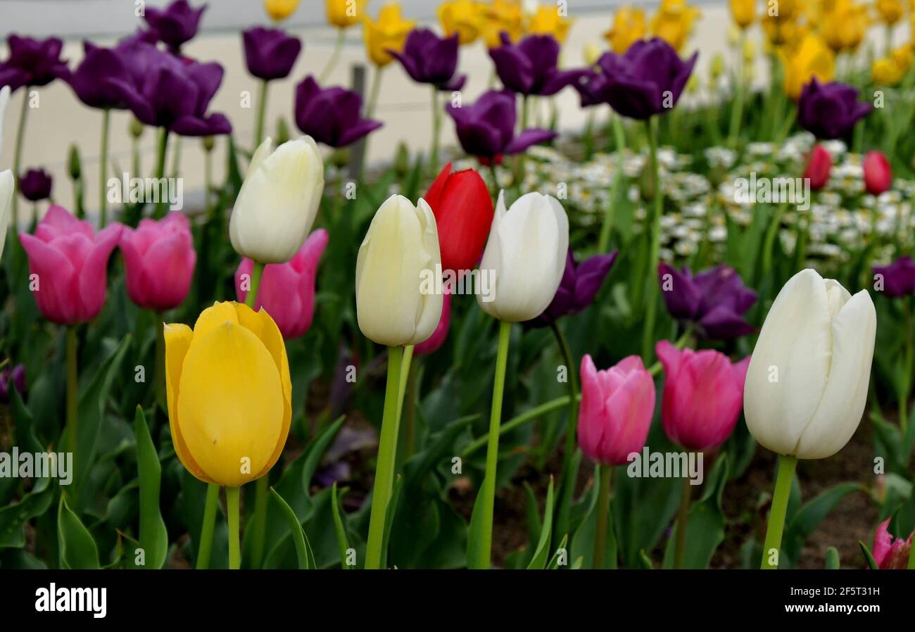 I tulipani (Tulipa) formano un genere di bulbifero erbaceo perenne in fiore primaverile geofiti (con lampadine come organi di stoccaggio) Foto Stock