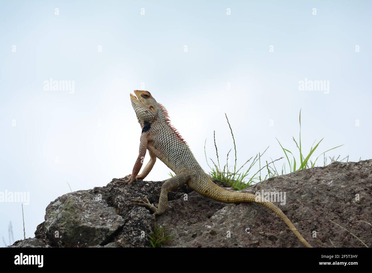 Una fotografia di Oriental Garden Lizard. Questo si trova principalmente in India e regioni asiatiche. La foto è stata scattata sul muro di difesa di un forte. Foto Stock