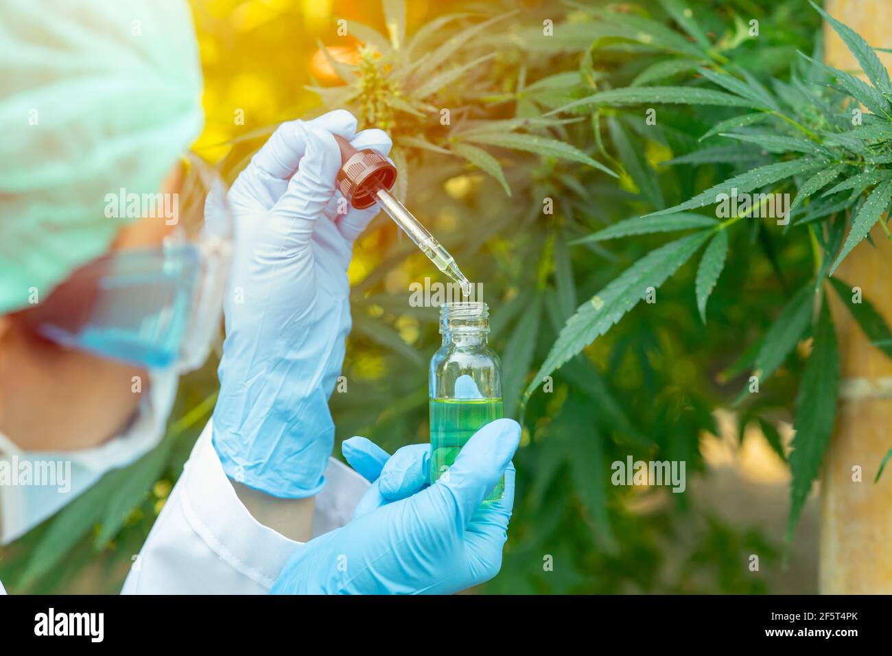 Scienza medica con Sativa Cannabis estratto di olio essenziale da foglie di Marijuana per piante di natura medica erboristica. Foto Stock
