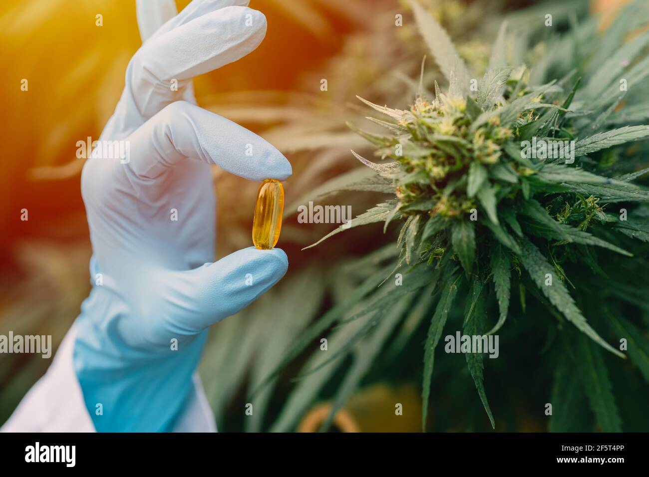 Olio Sativa Cannabis contenente in pillola di gel medico Foto Stock