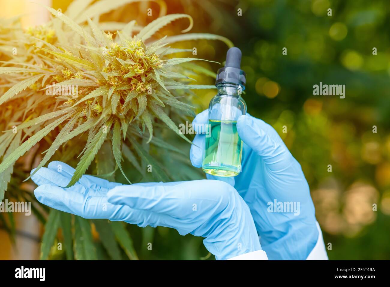 Mano che tiene Sativa Cannabis estratto di olio essenziale da foglie di Marijuana per piante di natura medica a base di erbe. Foto Stock