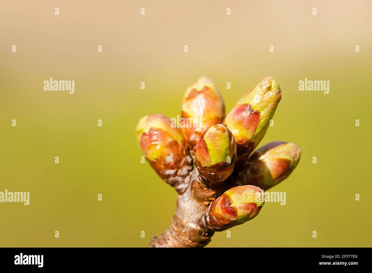 Macro Foto di Cherry Bud su una filiale. Nuovi frutti attesi fuoco selettivo utilizzato. Foto Stock