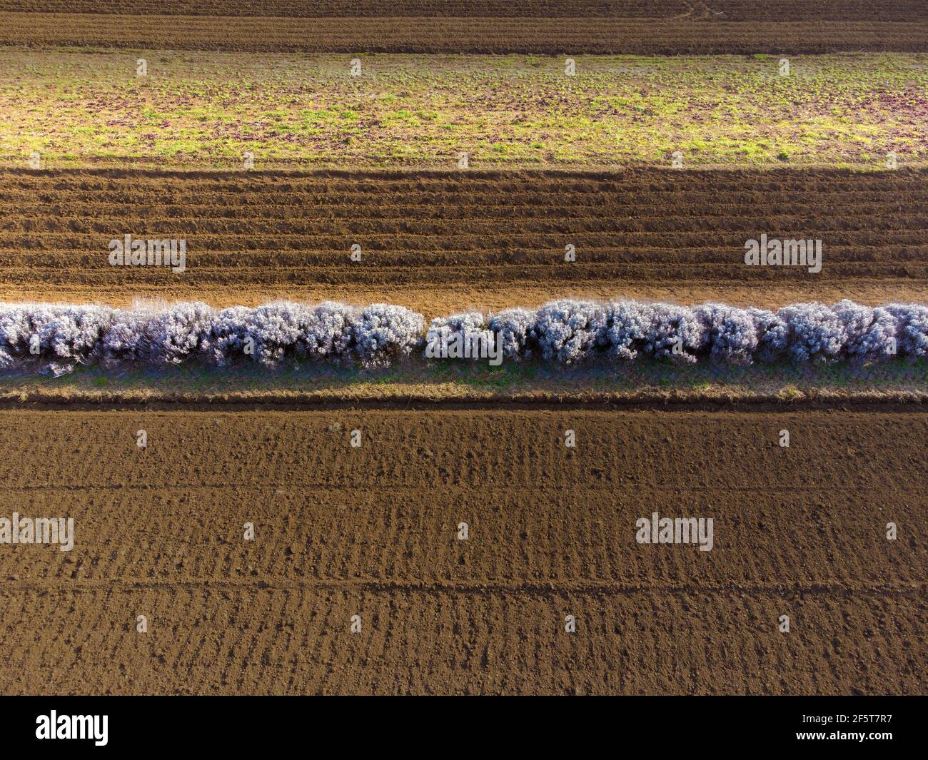 Fotografia di linee sul campo di Vrtojba. Colpo drone di inizio di lavoro sul suolo Foto Stock