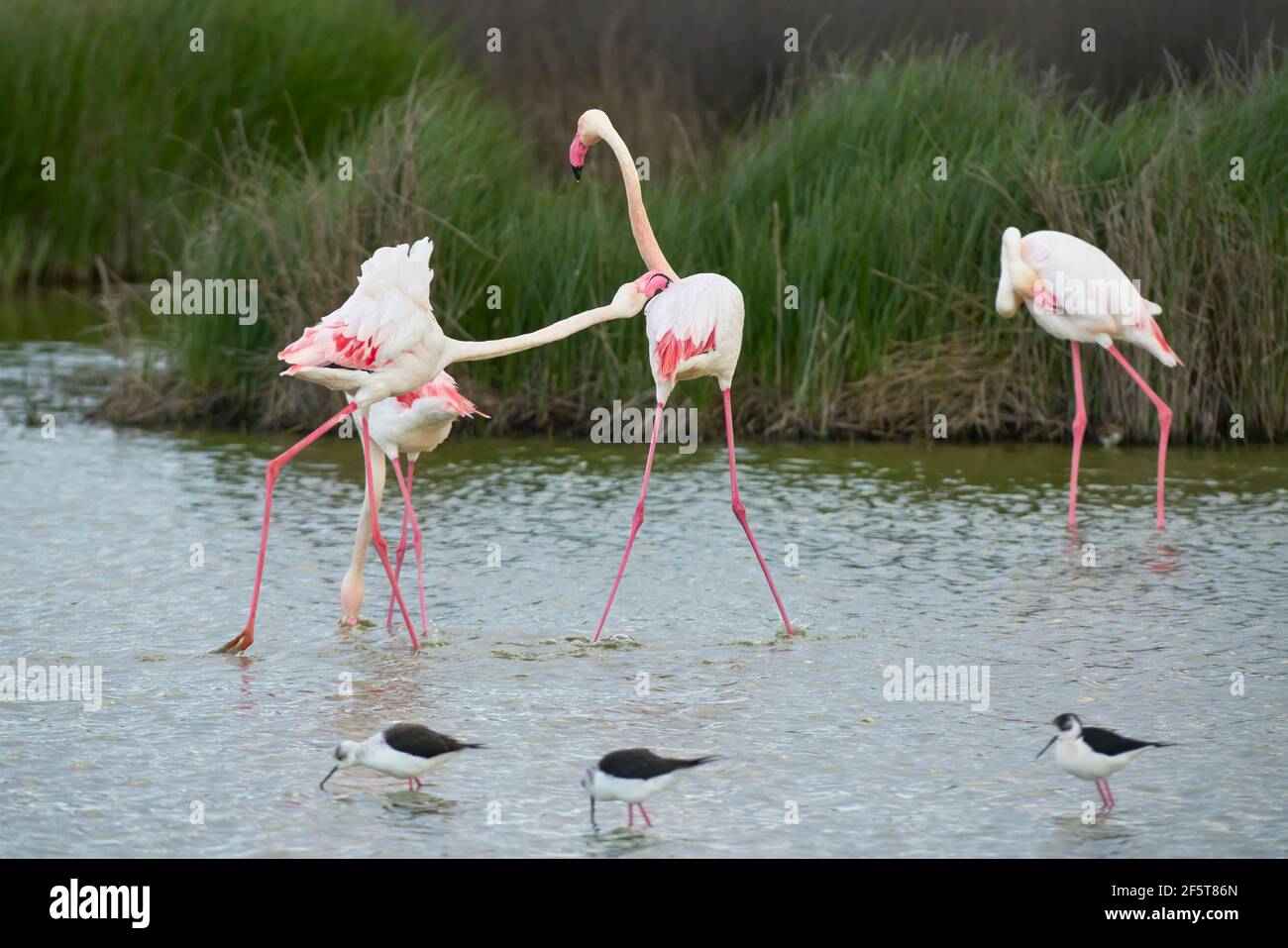 Lotta di fenicotteri comuni o fenicotteri rosa (Flamingo) nella riserva naturale della laguna di Fuente de Piedra a Malaga. Andalusia, Spagna Foto Stock