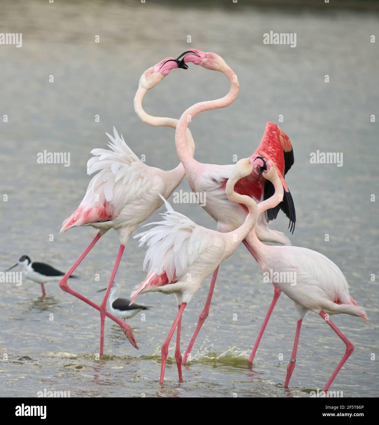 Lotta di fenicotteri comuni o fenicotteri rosa (Flamingo) nella riserva naturale della laguna di Fuente de Piedra a Malaga. Andalusia, Spagna Foto Stock