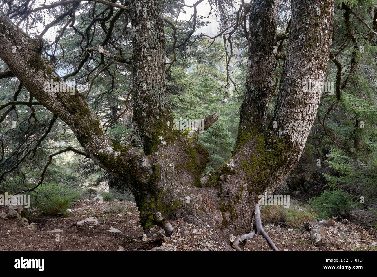 Particolare del tronco di abete spagnolo (abies pinsapo) nell'abeto di Yunquera, nel parco nazionale della Sierra de las Nieves a Malaga. Andalusia, Spagna Foto Stock