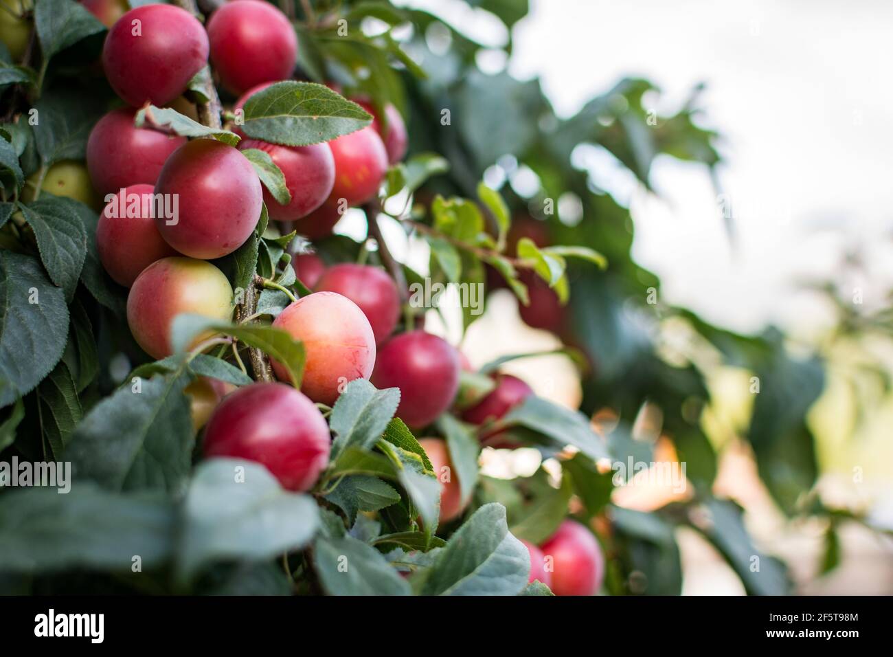 Un primo piano di un albero di mela colonnare in crescita Foto Stock