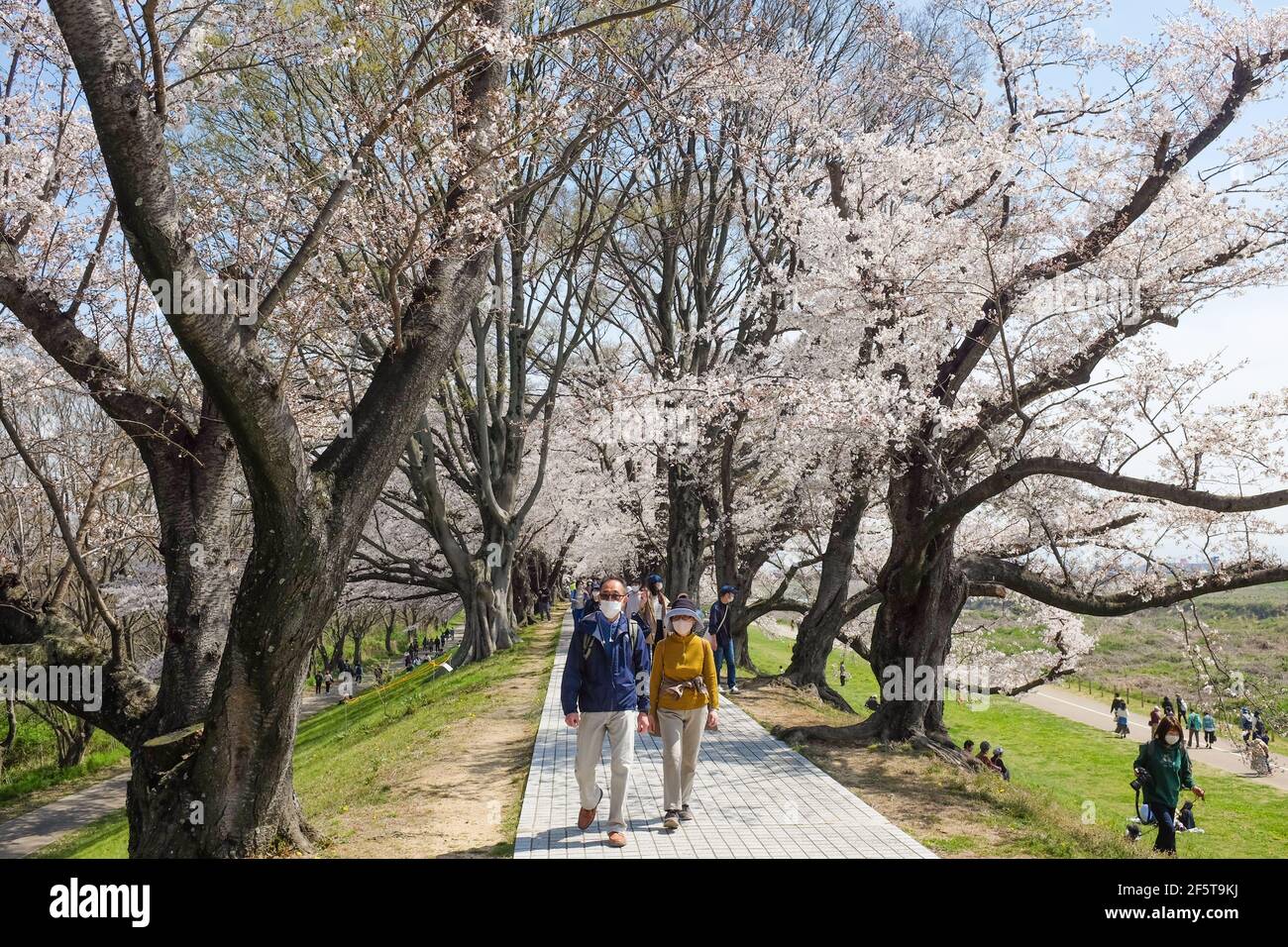 Cherry blossom (sakura) at Yodogawa Kasen Park in Osaka, Japan. Foto Stock