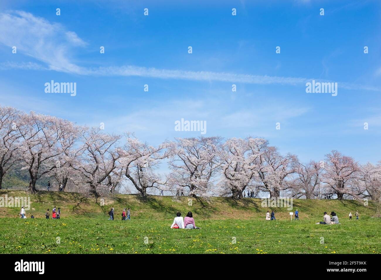 Cherry blossom (sakura) at Yodogawa Kasen Park in Osaka, Japan. Foto Stock