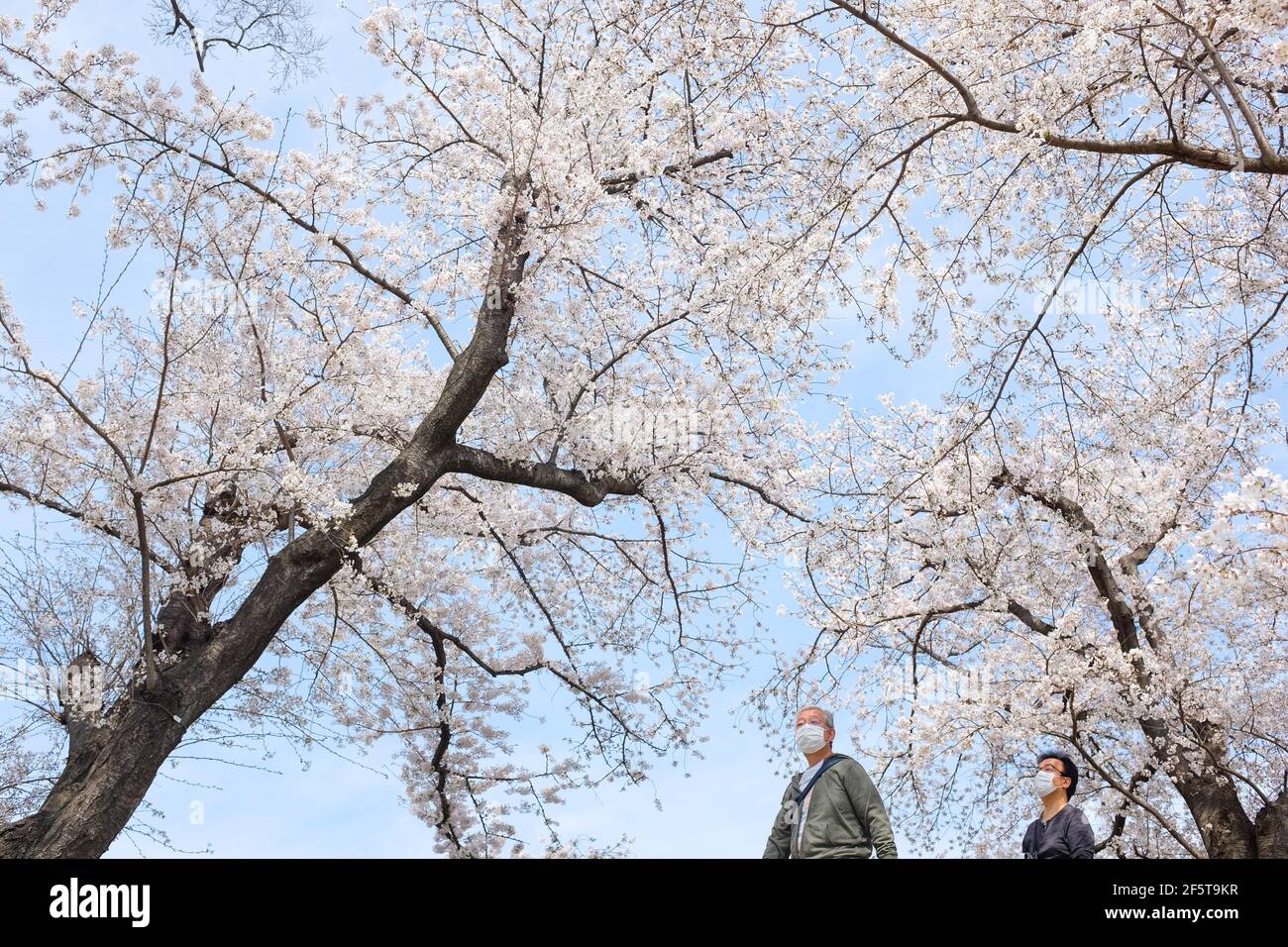 Cherry blossom (sakura) at Yodogawa Kasen Park in Osaka, Japan. Foto Stock