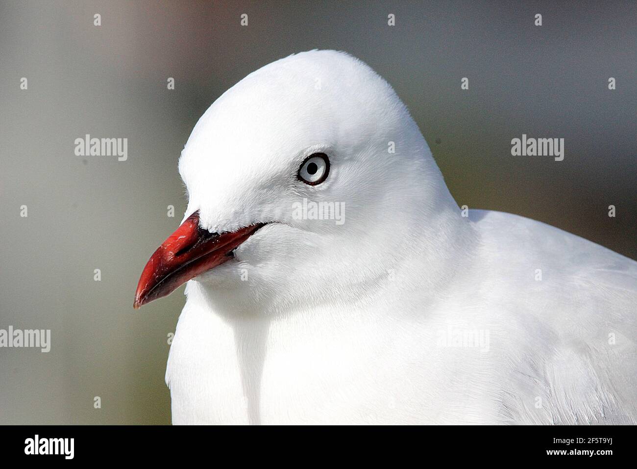 Profilo della testa del gabbiano rosso (Larus novaehollandiae/Chromicocephalus scopulinus) Foto Stock