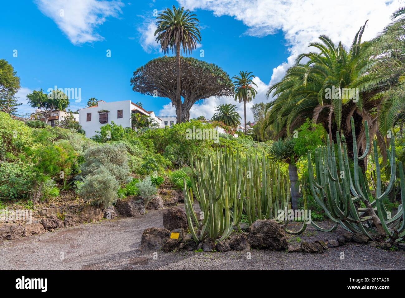 Giardino di cactus a Icod de los Vinos, Tenerife, Isole Canarie, Spagna. Foto Stock