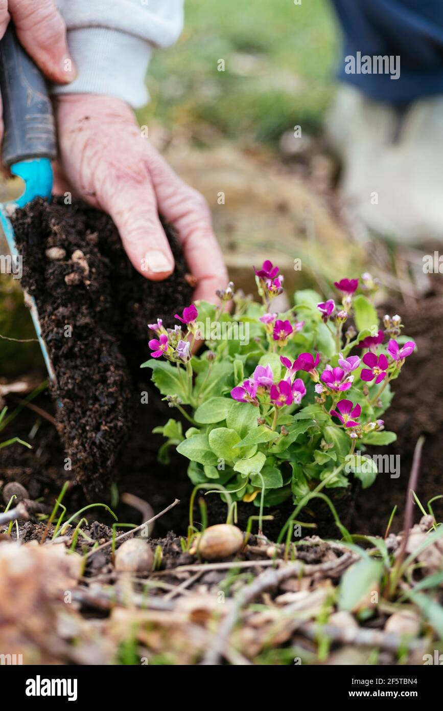 Giardiniere che pianta arabis caucasica ‘Pinkie’. Foto Stock