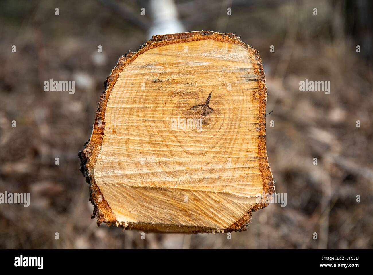 Superficie di betulla tagliata di fresco con anelli annuali Foto Stock
