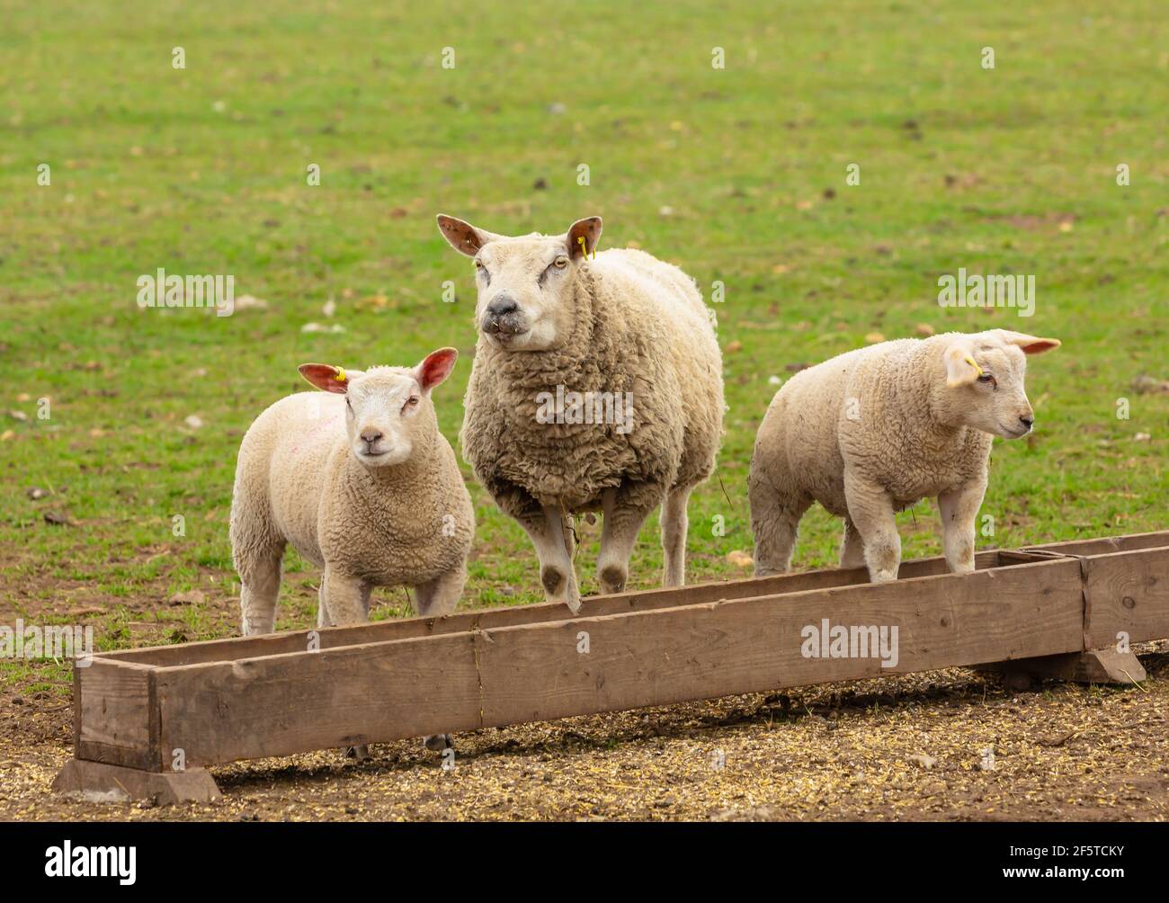 Pecora e agnelli che alimentano ad un trogolo. Madre pecora con i suoi due agnelli ben cresciuti. Un agnello è in piedi nella mangiatoia. Primavera. Nessuna gente. Foto Stock