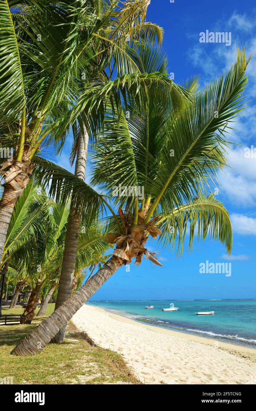 Palme da cocco sulla spiaggia di sabbia tropicale dell'isola di Mauritius. Oceano Indiano. Foto Stock