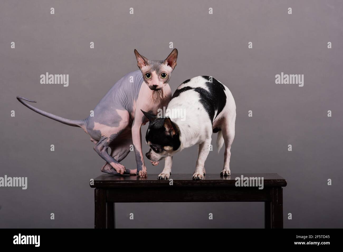 Gatto e cane insieme di fronte a sfondo grigio, Sfinge canadese, chihuahua Foto Stock