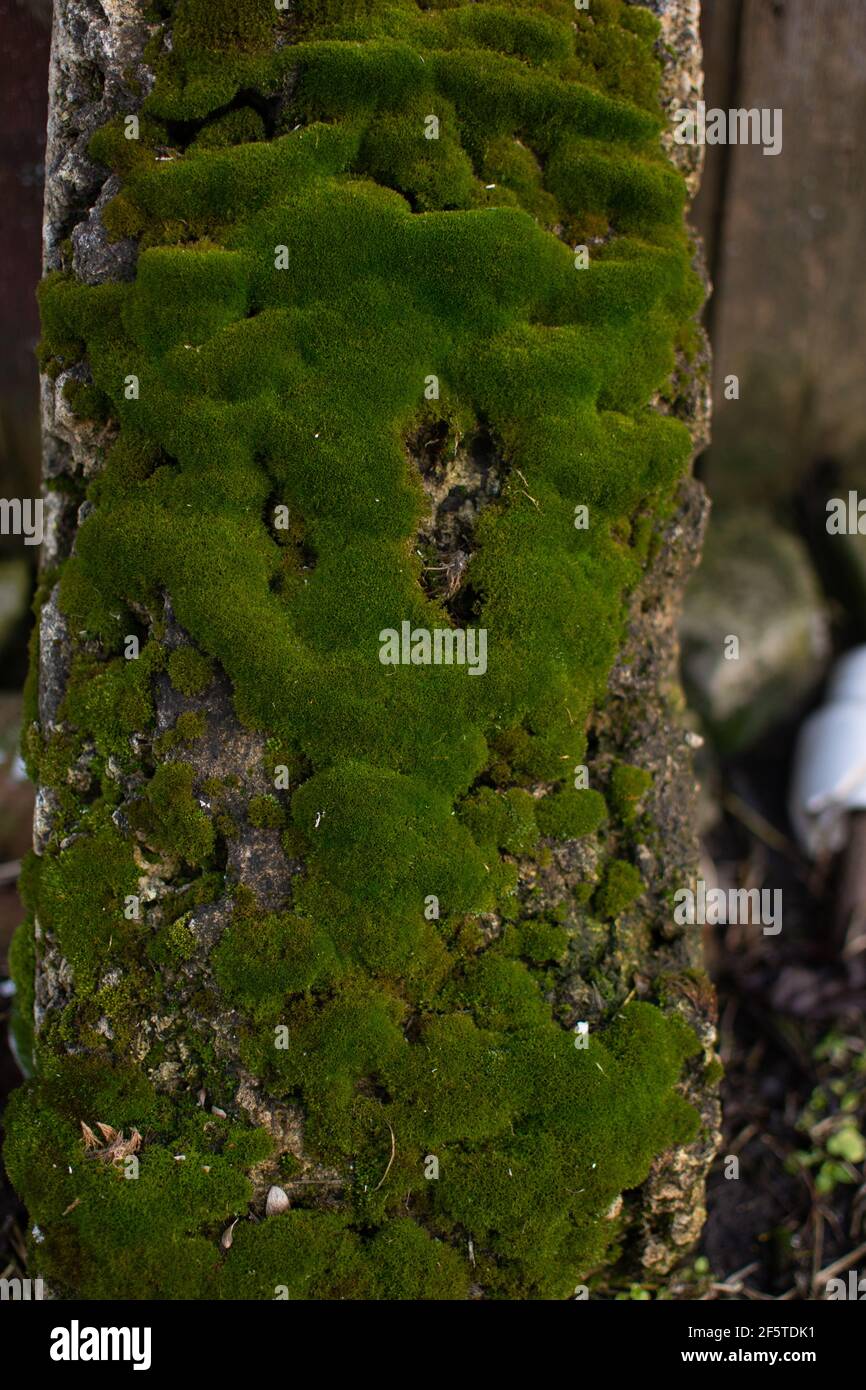 Il tronco, adollato di muschio verde sul lato nord. Foto Stock