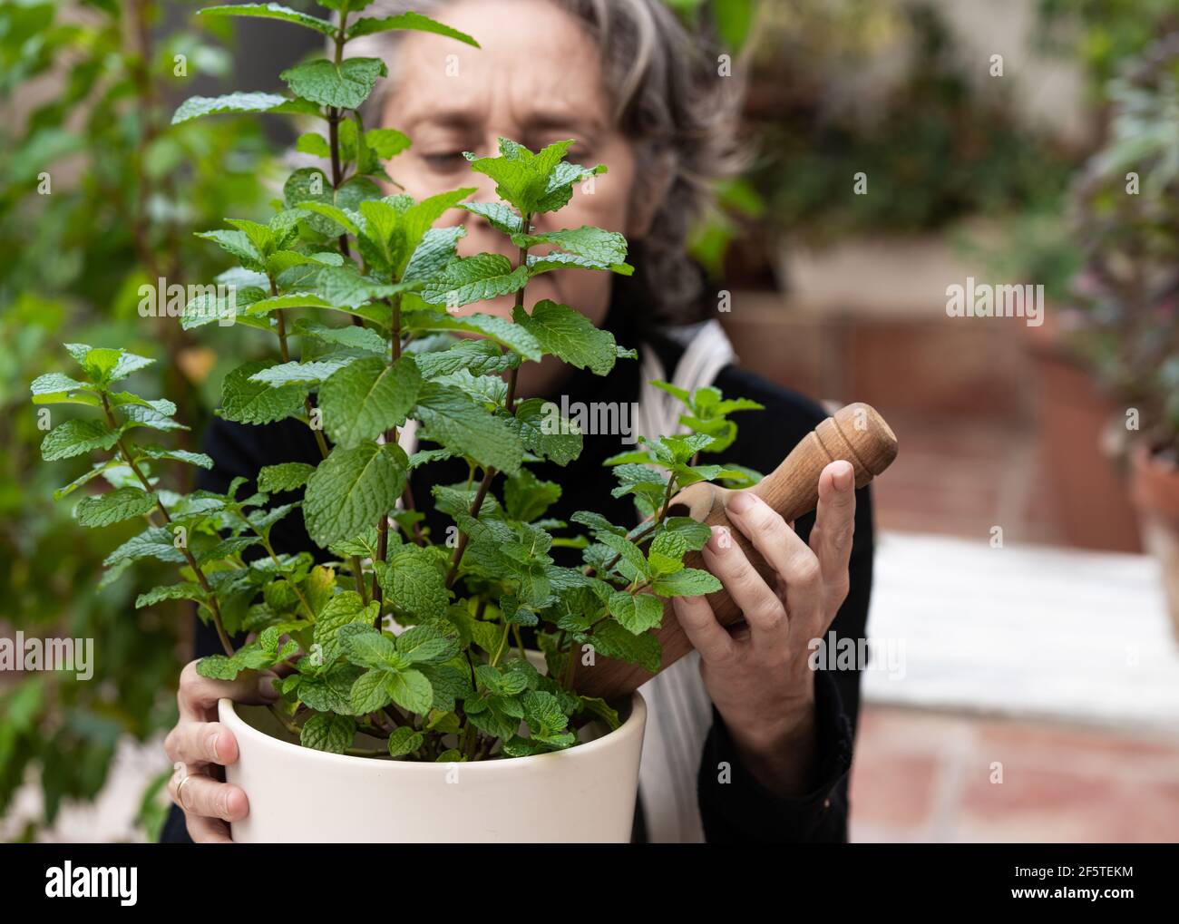 Anziana donna giardiniere con pala in legno che si prende cura della pianta di menta in pentola in giardino Foto Stock