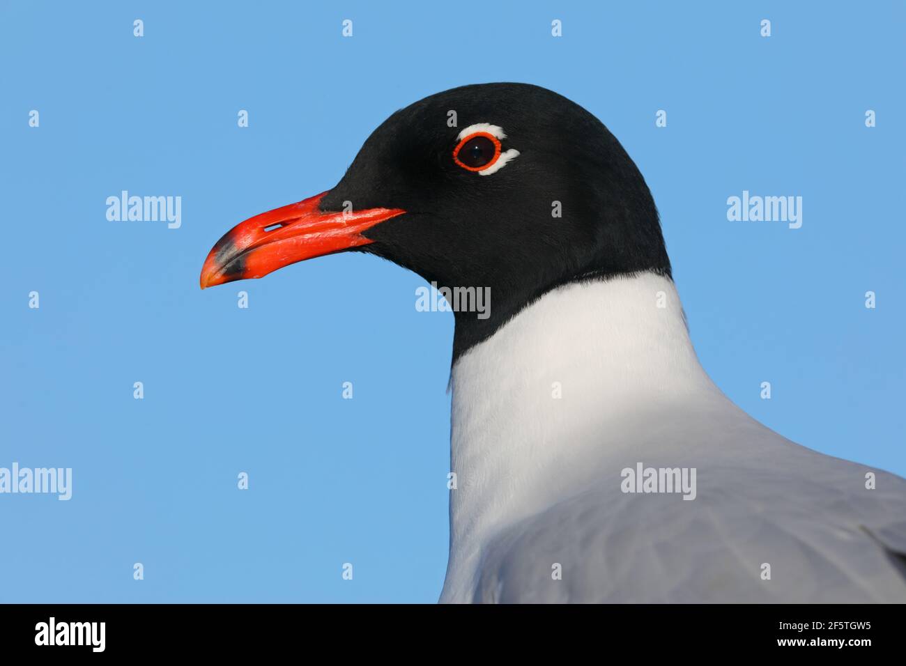 Un primo piano della testa di un bel gabbiano mediterraneo adulto (Ichthyaetus melanocephalus) in piena riproduzione piumaggio in Essex, Regno Unito Foto Stock