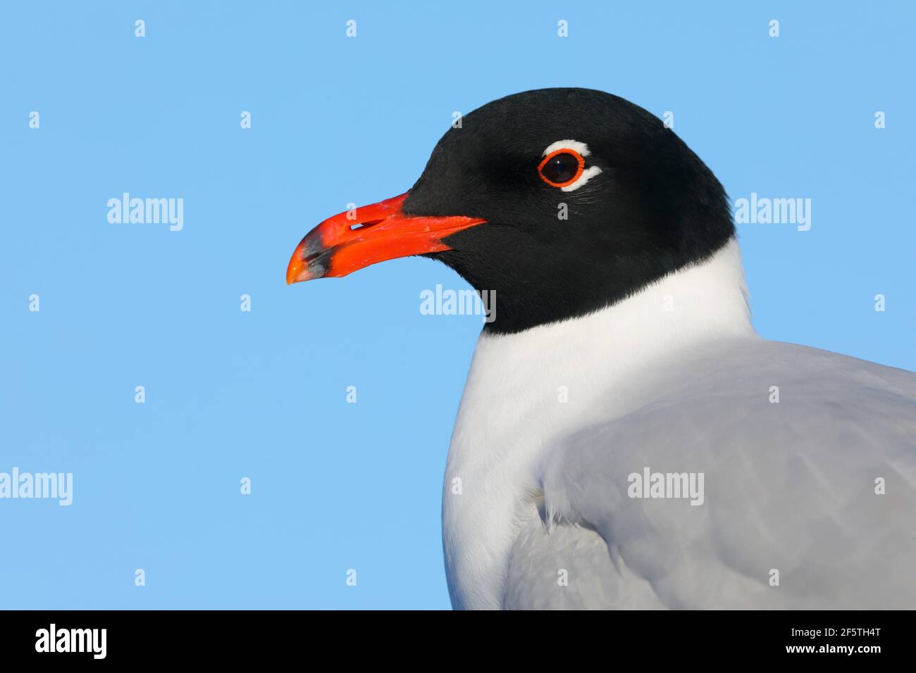 Un primo piano della testa di un bel gabbiano mediterraneo adulto (Ichthyaetus melanocephalus) in piena riproduzione piumaggio in Essex, Regno Unito Foto Stock