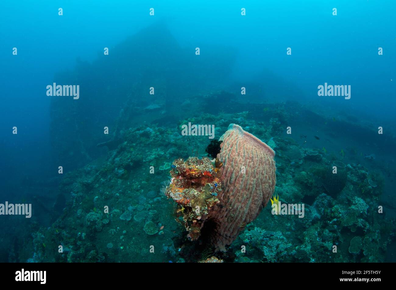 Barrel Sponge, Xestospongia testudinaria, con relitto in background, sito di immersione Liberty Wreck, Tulamben, Karangasem, Bali, Indonesia, Oceano Indiano Foto Stock