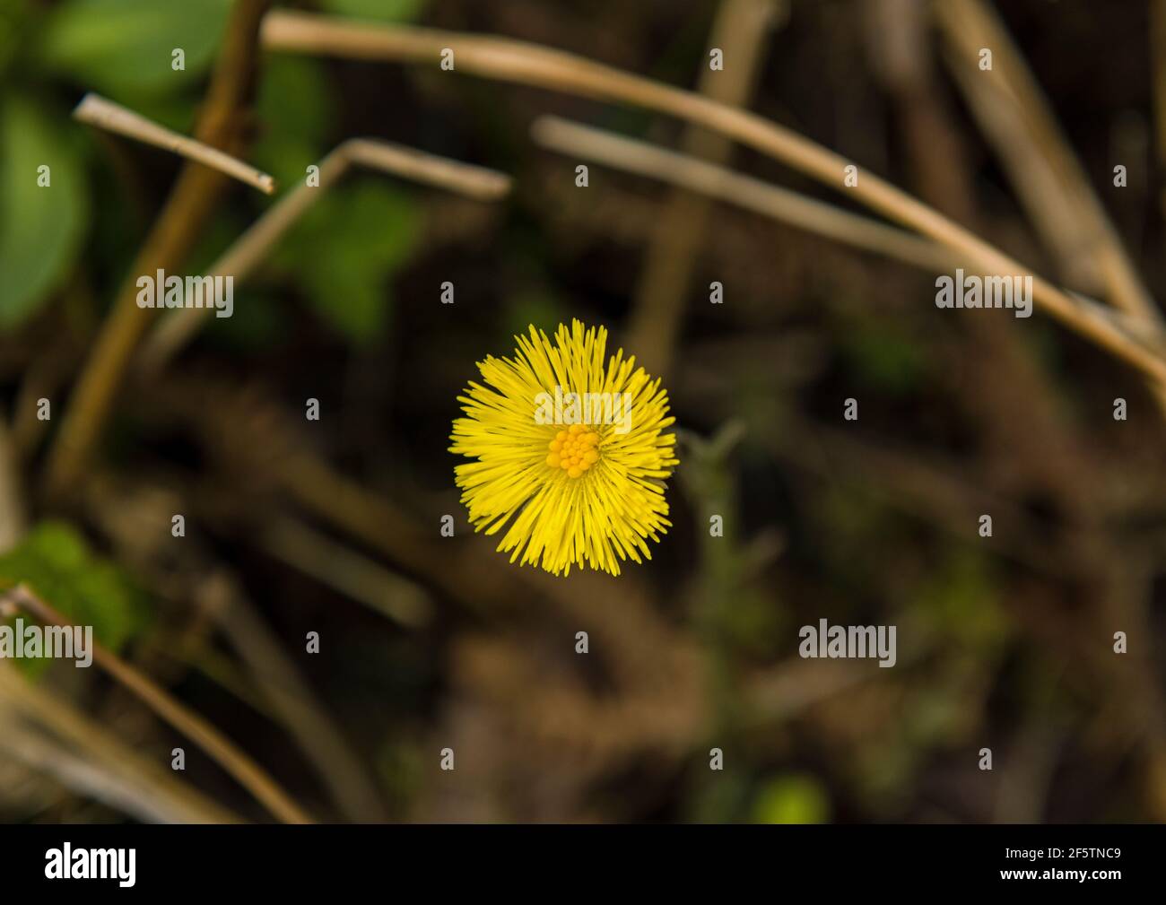 Coltsfoot fotografato dall'alto - Tussilago farfara Foto Stock