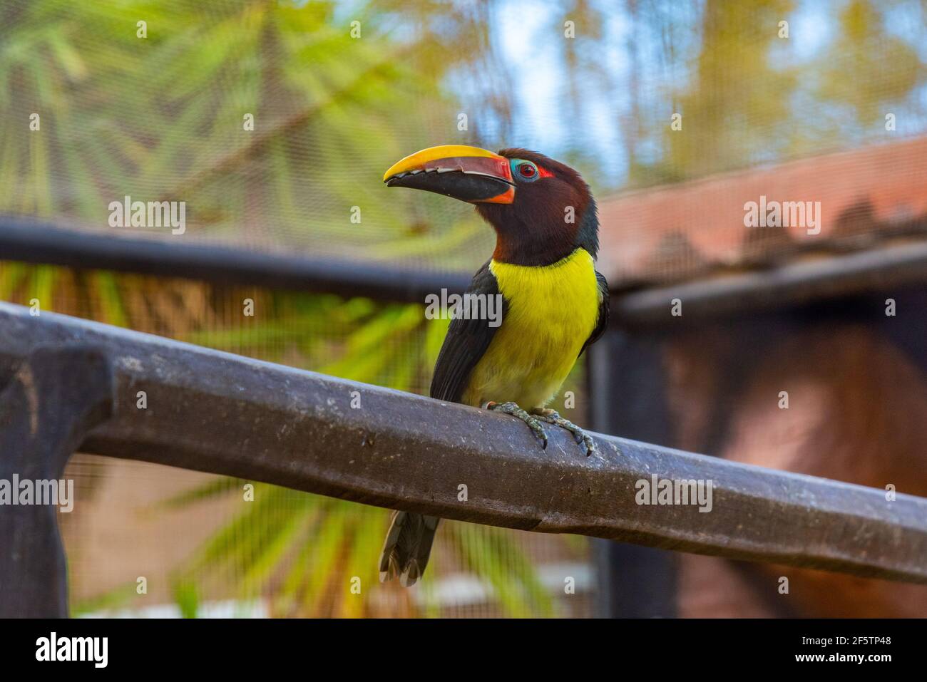 Aracari verdi nel parco della giungla a Tenerife, Isole Canarie, Spagna. Foto Stock