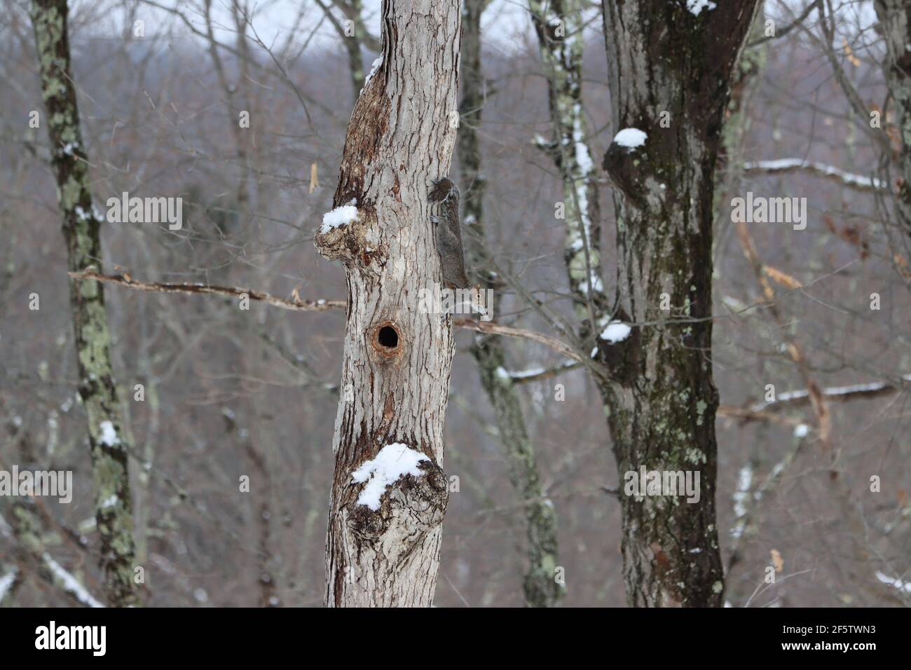 Scoiattoli d'albero in inverno Foto Stock