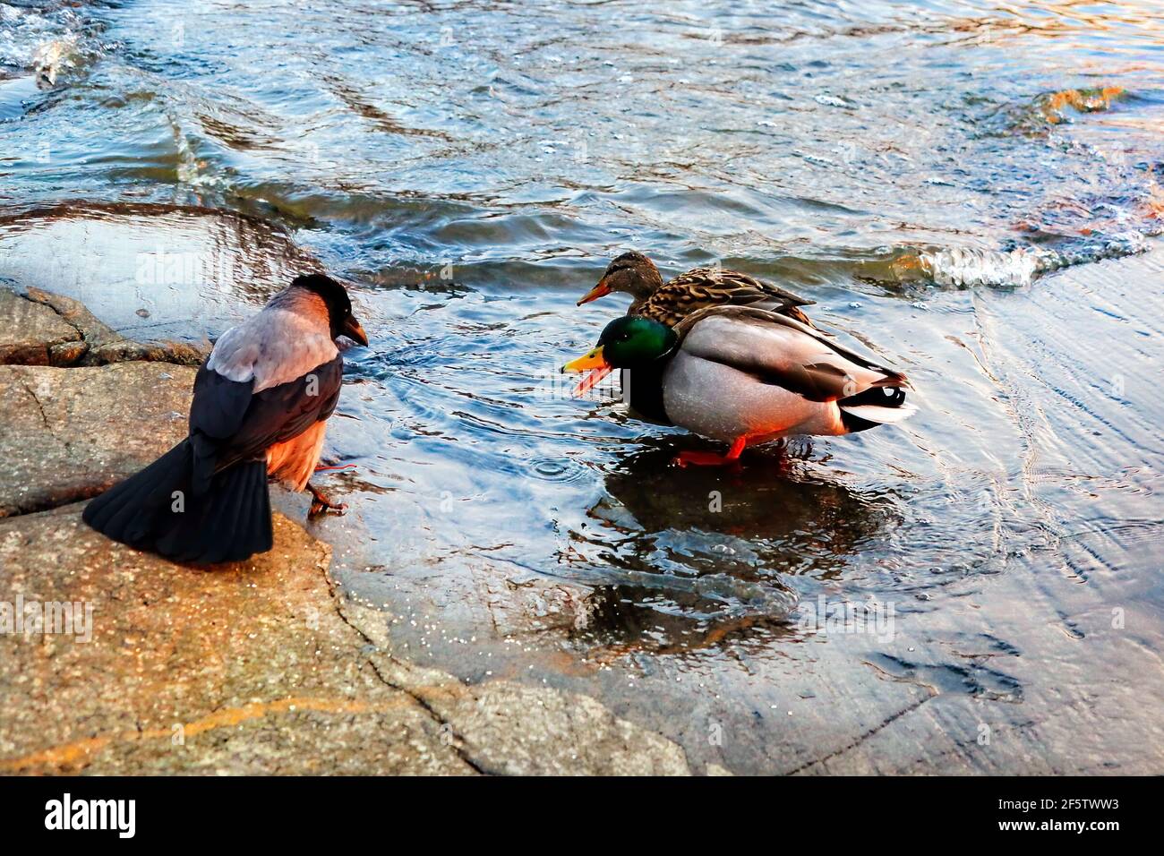 La mallard maschile, Anas platyrhynchos, è difensiva sul loro cibo e sta scolding un grovolo affamato Hooded, Corvus cornix. Leggero filtraggio artistico. Foto Stock