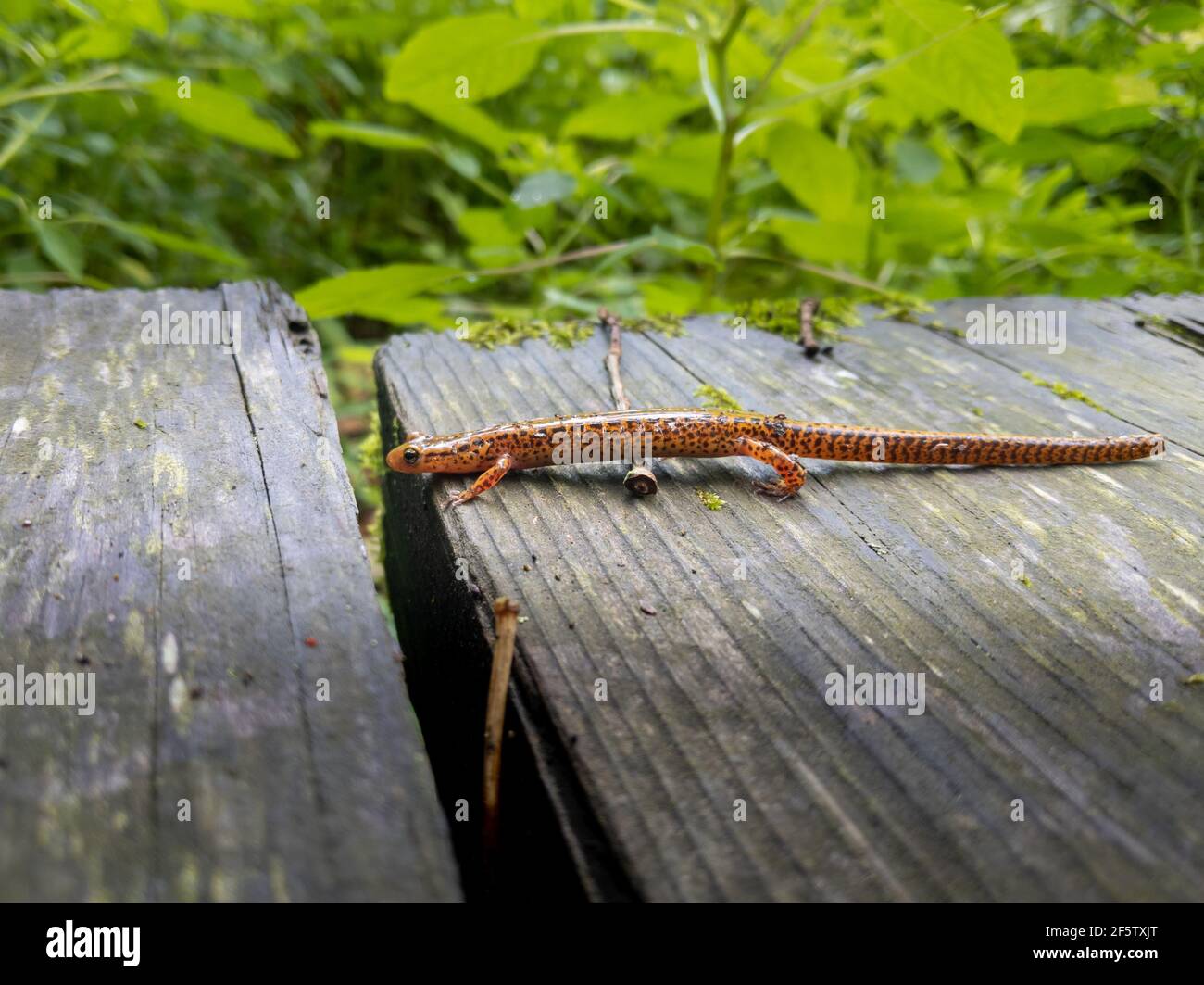 Salamander a coda lunga attraversa un ponte in legno Foto Stock