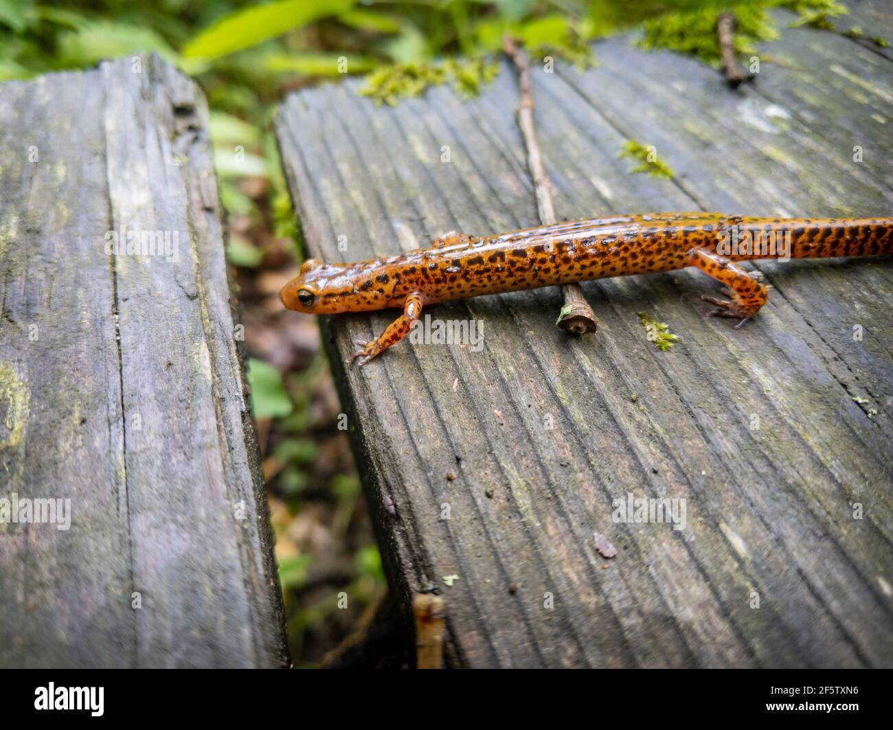 Salamander a coda lunga attraversa un ponte in legno Foto Stock