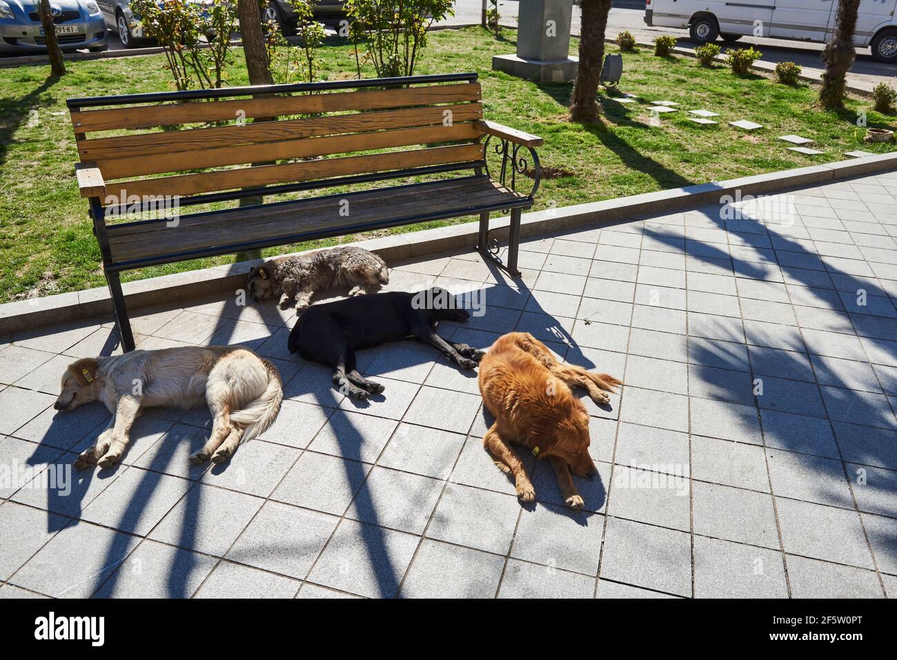 Un gruppo di cani randagi che dormono in un parco cittadino. Kutaisi. Georgia Foto Stock