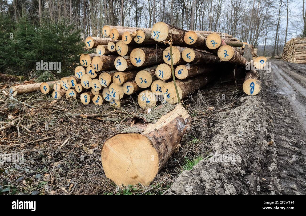 Cantiere o sito di tronchi con mucchi di alberi abbattuto o tronchi di tronchi, catasta di tronchi di legno nella foresta, sezione trasversale, deforestazione in Germania, Europa Foto Stock