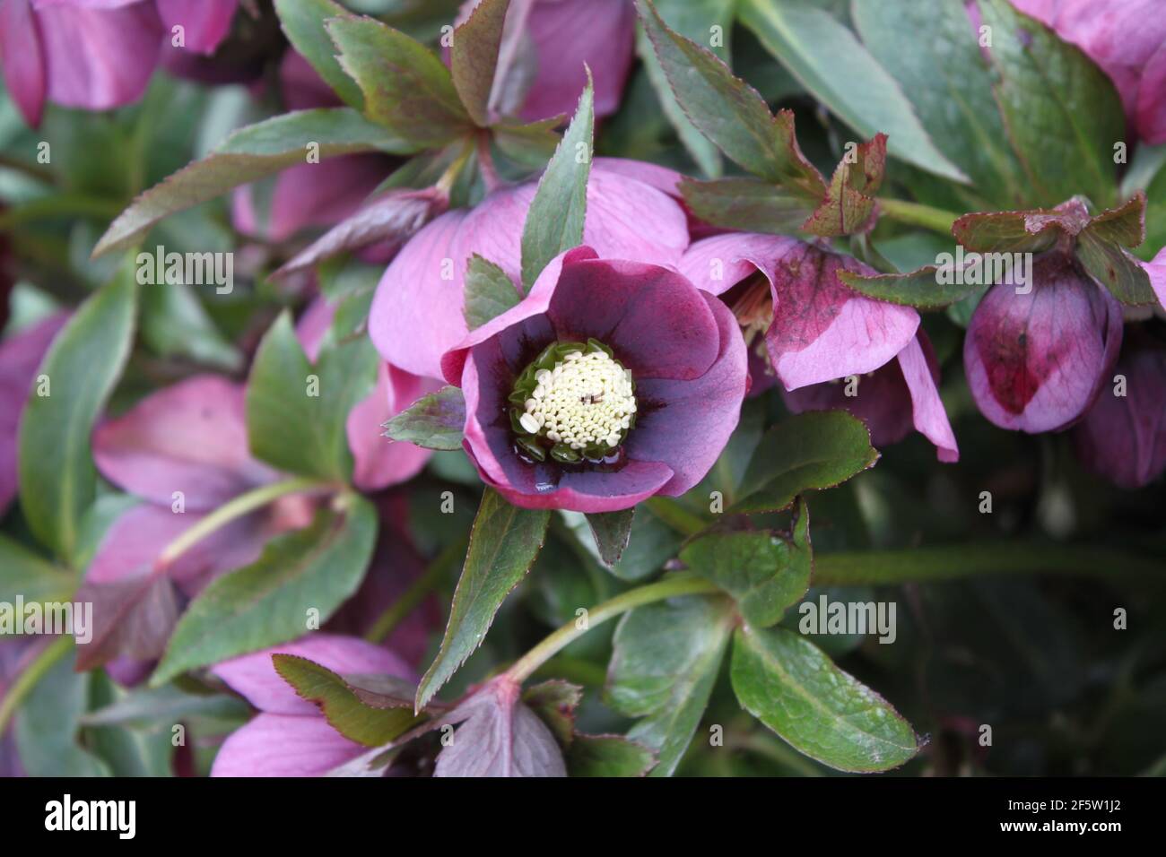 Domenica giardinaggio in primavera. Rosa Hellebore, fiori incantati e la  magia dei giardini primaverili. Hellebore, fiori di bosco selvatico che  crescono nel Regno Unito Foto stock - Alamy