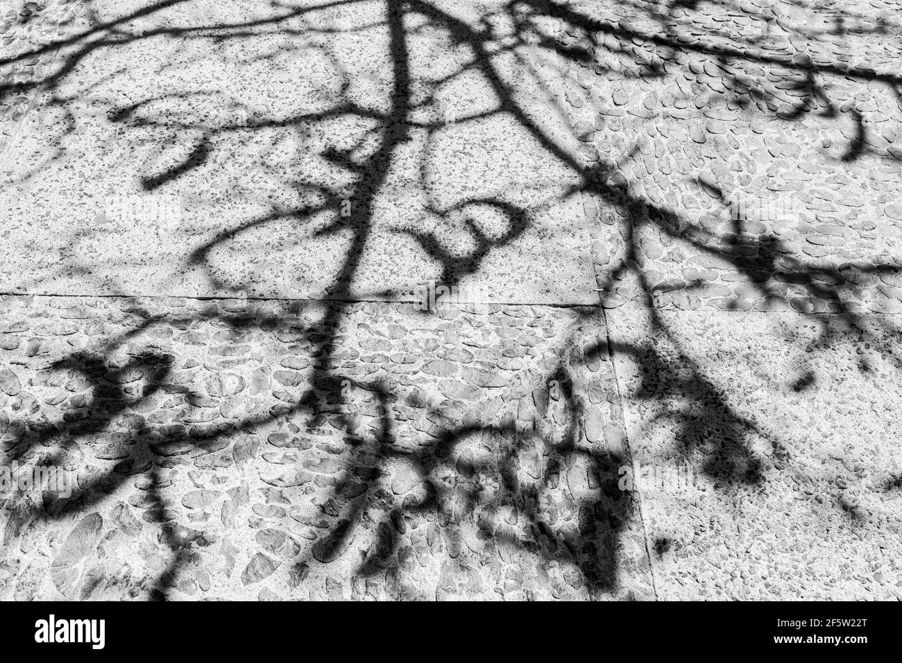 Immagini astratte in bianco e nero con ombre nel sole di mezza giornata. Alberi e pavimenti e pareti. Foto Stock