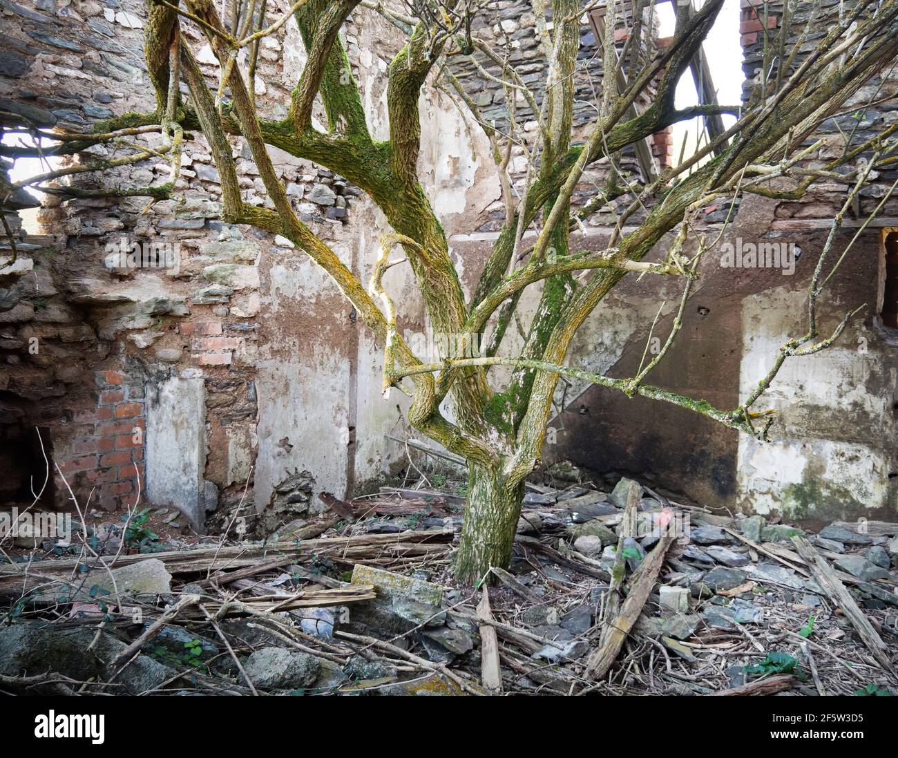 Albero che cresce all'interno di antiche rovine dell'edificio. REGNO UNITO. Foto Stock