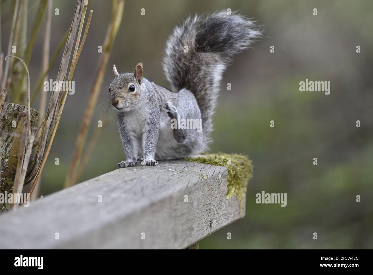 Scoiattolo grigio comune (Sciurus carolinensis) Sat sul bordo lontano della rotaia di legno con la parte posteriore sinistra Gamba sollevata a Scratch in una riserva naturale nel Regno Unito In primavera Foto Stock