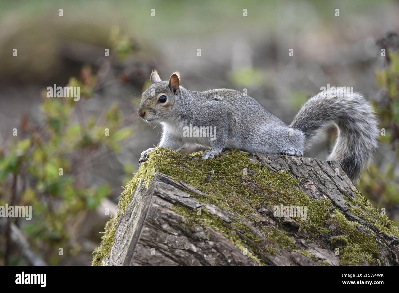 Scoiattolo grigio comune (Sciurus carolinensis) Accovacciarsi su un log di albero di Mossy guardando verso A sinistra di Image in una riserva naturale nel Regno Unito In primavera Foto Stock