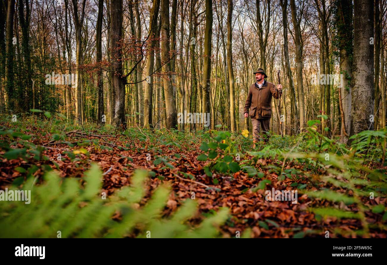 Navigatore naturale Tristan Gooley davanti al suo nuovo libro lancia il mondo segreto del tempo, camminando in alcuni dei suoi boschi preferiti di West Sussex vicino a Chichester, Regno Unito Foto Stock