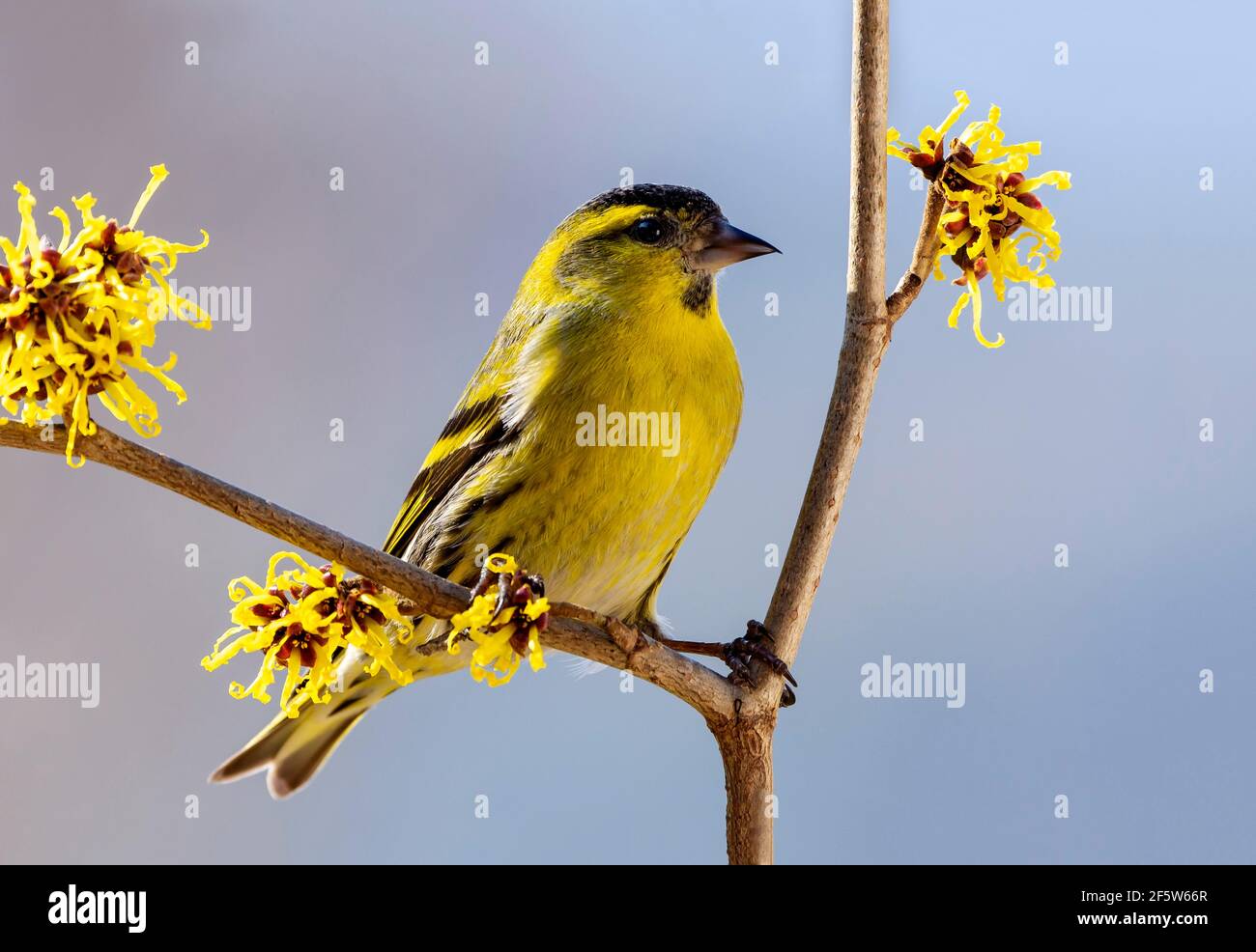 Siskin eurasiatico (Carduelis spinus), maschio, seduto sul ramo della nocciola delle streghe (Hamamelis), Tirolo, Austria Foto Stock