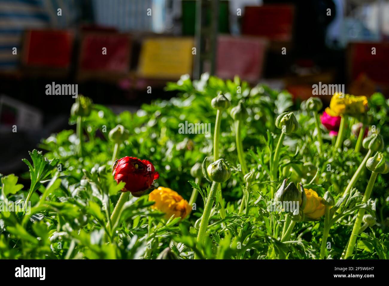 Ranunculus piante di fiori conosciuti come buttercups, spearworts e crowfoots dell'acqua, piccoli fiori colorfull che fioriscono nel sole, piante pereniali vendute sopra Foto Stock
