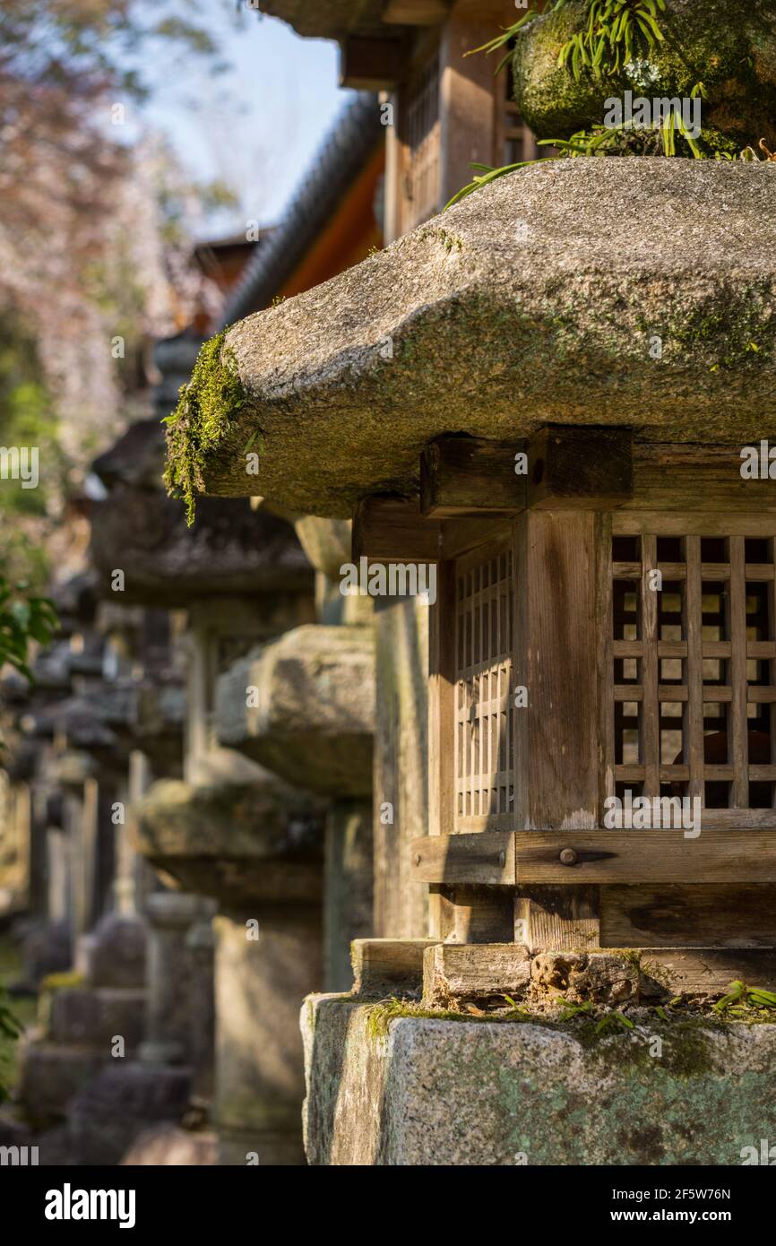 Lanterne giapponesi in pietra al sole primaverile al Grande Santuario Kasuga Taisha, un santuario shintoista e sito patrimonio dell'umanità dell'UNESCO a Nara, Giappone Foto Stock