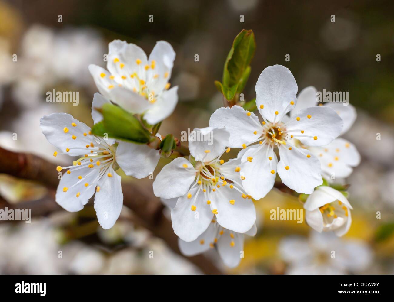 Primo piano di fiori / fiori su alberi in primavera in una giornata di sole Foto Stock