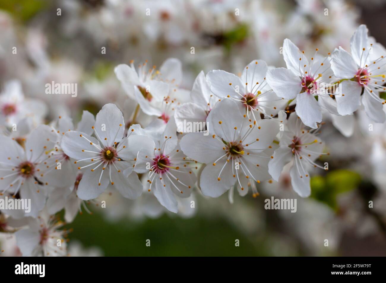 Primo piano di fiori / fiori su alberi in primavera in una giornata di sole Foto Stock