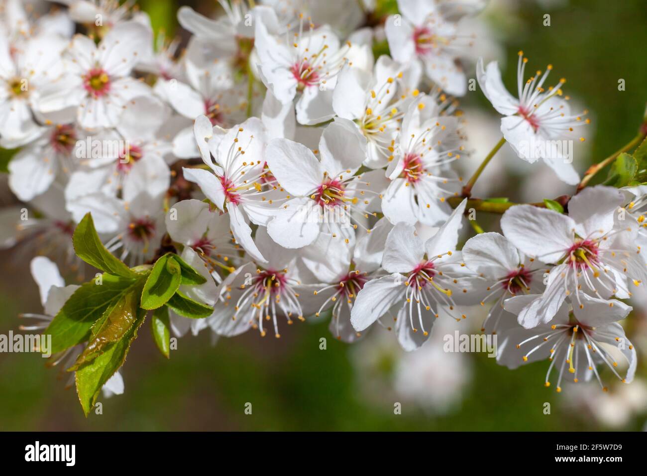 Primo piano di fiori / fiori su alberi in primavera in una giornata di sole Foto Stock
